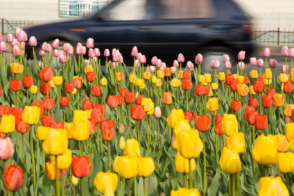 fruehling